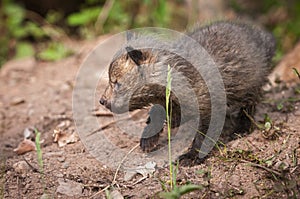 Red Fox Kit Vulpes vulpes Walks Left