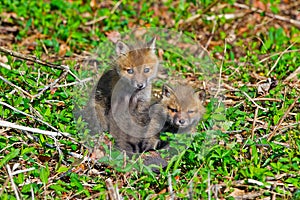 Red Fox Kits photo