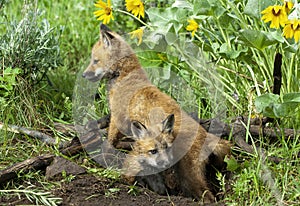 Red fox kits at den site