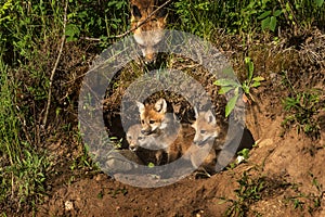 Red Fox Kits in Den (Vulpes vulpes) Mother Watching from Above