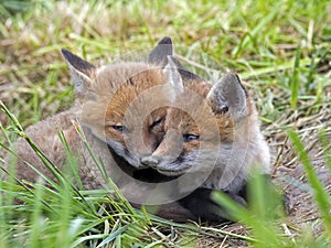 Red Fox Kits