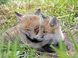 Red Fox Kits photo
