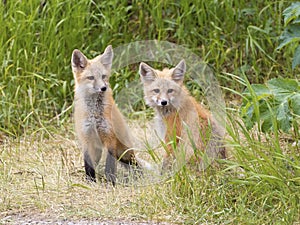 RED FOX KITS ON GREEN GRASS STOCK IMAGE