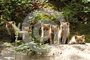 Red Fox Baby Kits photo