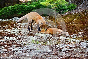 Red Fox kits - stock photo