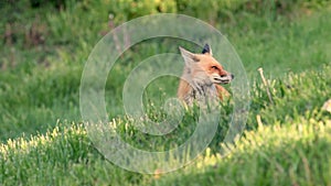 Red Fox Kits Video Clip in 4k