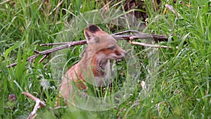 Red Fox Kits Video Clip in 4k