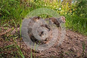 Red Fox Kits Vulpes vulpes Explore Densite