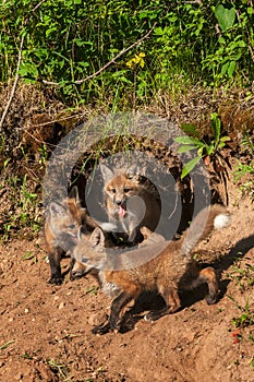 Red Fox Kits Vulpes vulpes Gather at Den