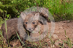 Red Fox Kits (Vulpes vulpes) Stand at Densite