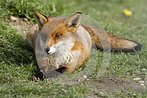 Red fox laid on grass