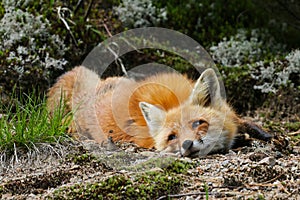 Red Fox Laying in Moss