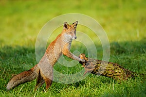 Red fox leaning to tree trunk