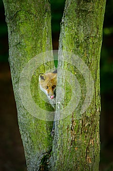 Red fox lick it hidden between two tree trunks