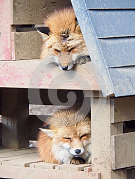 Red Fox Living in Japanese Zao Fox Village