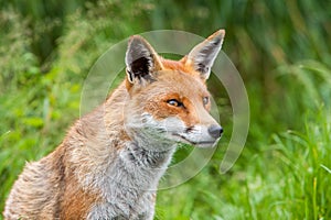 Red fox looking alert