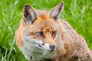 Red fox looking alert