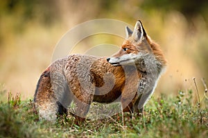 Red fox looking back over shoulder on a meadow in autumn nature.