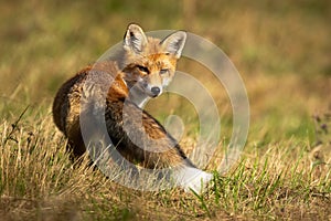 Red fox looking behind on grassland in autumn sunlight