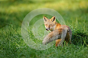 Red fox looking behind in green grass