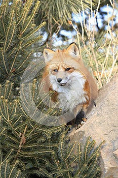 Red fox looking out for food