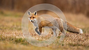 Red fox looking to the camera on dry field in autumn