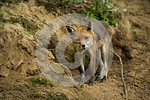 Red fox looking to the camera on ground in springtime