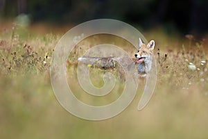 The red fox Vulpes vulpes looks for food in a meadow. Young red fox on green field with dark spruce forest in background