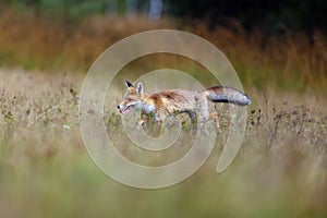 The red fox Vulpes vulpes looks for food in a meadow. Young red fox on green field with dark spruce forest in background