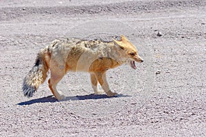 The red fox Lycalopex culpaeus, Bolivia