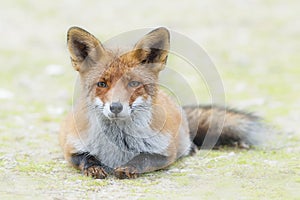 Red fox lying down in de grass