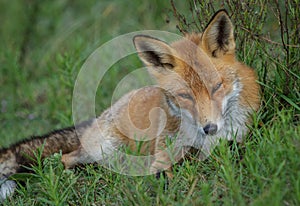 Red fox lying in the grass