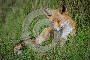 Red fox lying in the grass