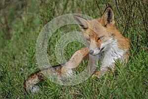 Red fox lying in the grass