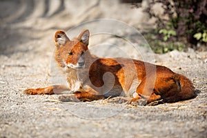 Red Fox lying on sand