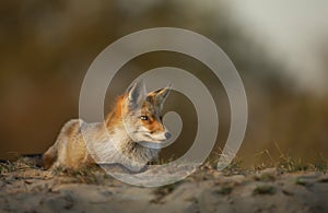 Red Fox lying on sand at sunset