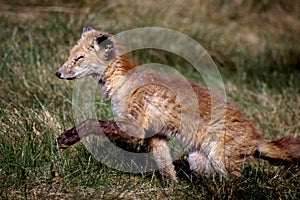Red Fox with Mange   41762