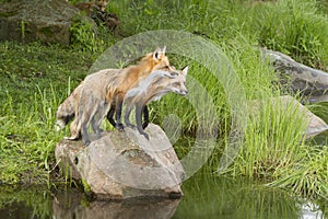 Red Fox Mating Pair Standing Together on a Boulder