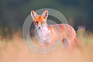 Red fox on a meadow looking attentively with blurred green background