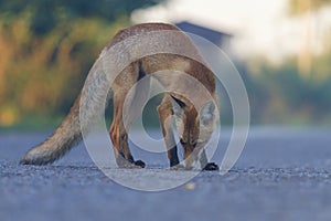 Red fox middle of the roadway at sunrise