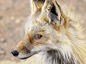 Red Fox at Mollie Kathleen Gold Mine