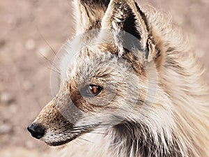 Red Fox at Mollie Kathleen Gold Mine