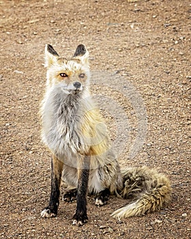 Red Fox at Mollie Kathleen Gold Mine