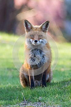 Red Fox Morning