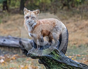 Red fox on mossy stump