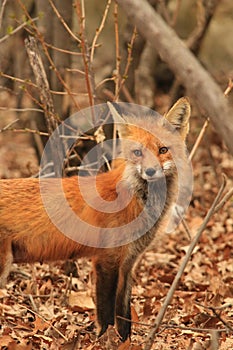 Red Fox Mother at Den Site