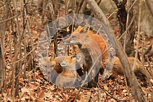 Red Fox Mother and her Baby Kits photo