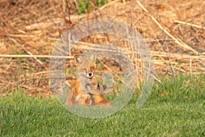 Red Fox Mother and Kit photo