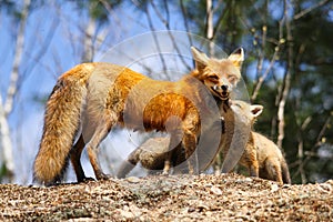 Red Fox Mother and Kits