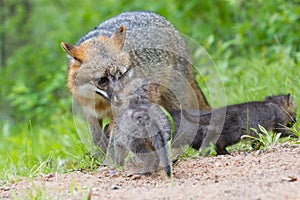 Red fox mother and newborns